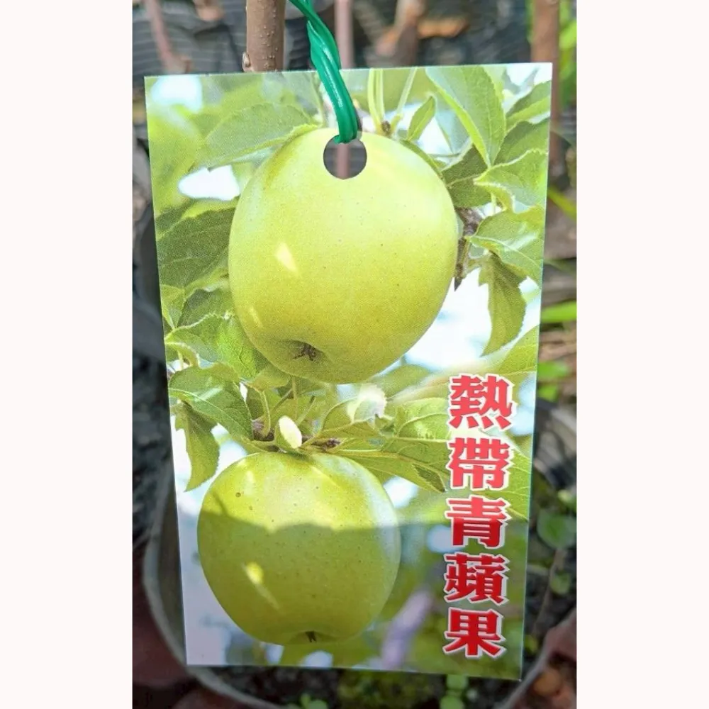 青蘋果