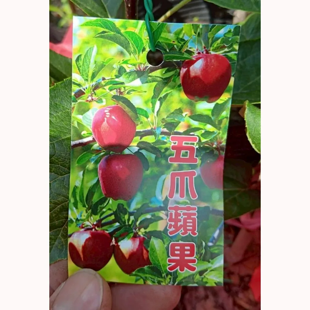 五爪蘋果