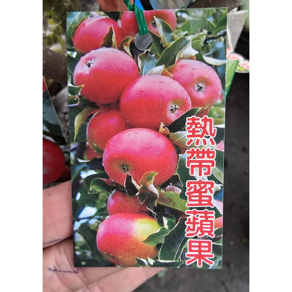 蜜蘋果