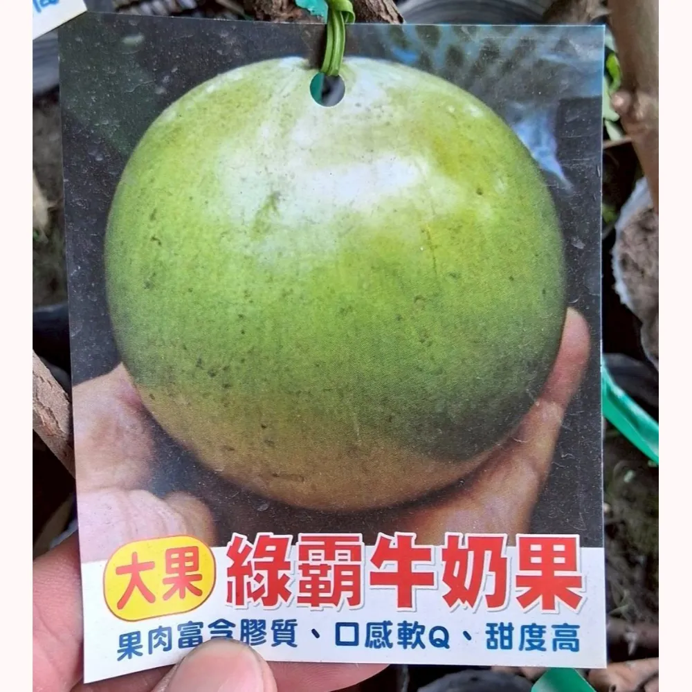 大果綠霸牛奶果