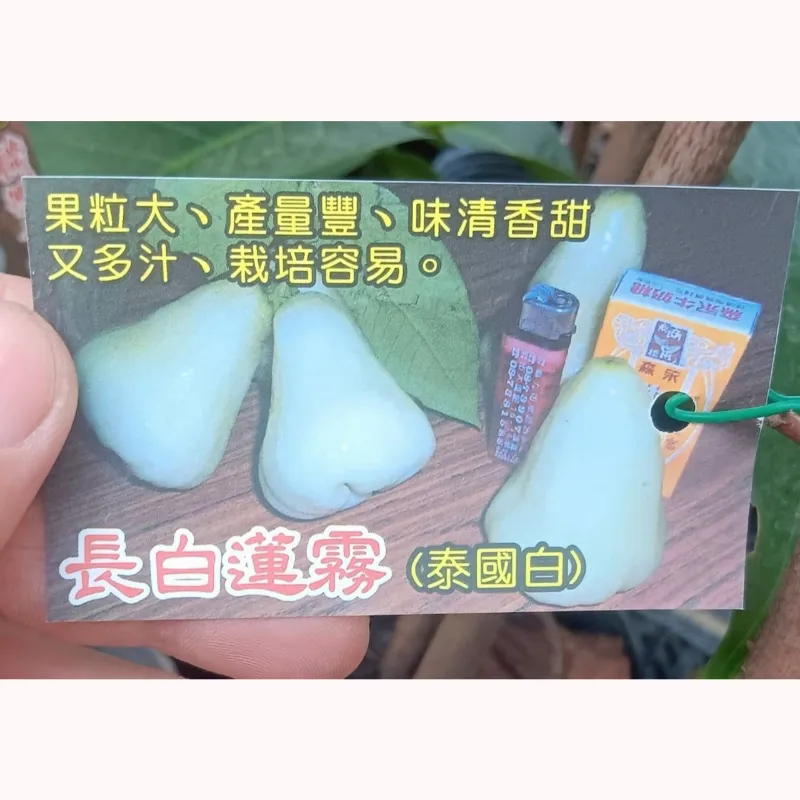 長白蓮霧