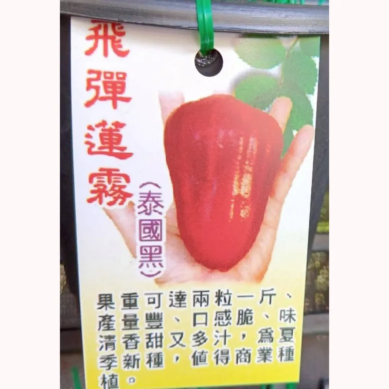 飛彈蓮霧