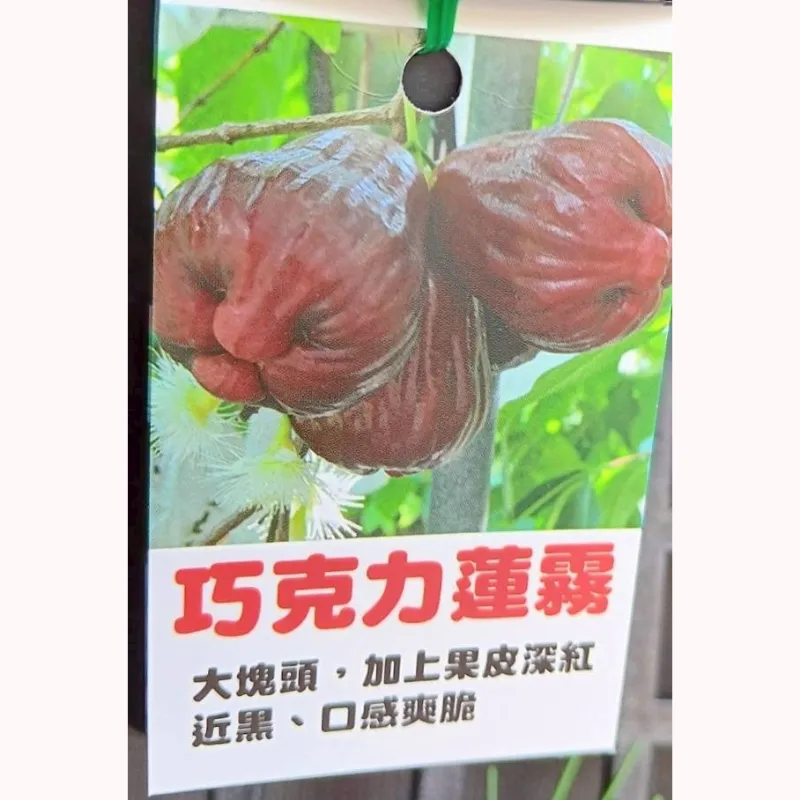 巧克力蓮霧