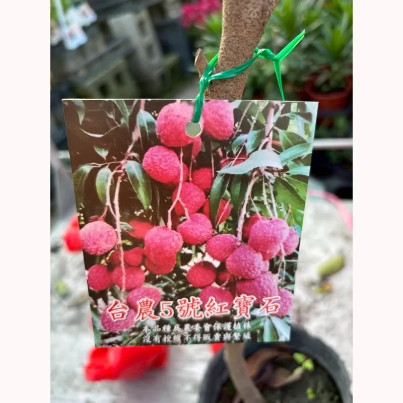 台農五號荔枝