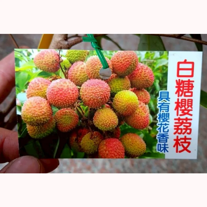 白糖櫻荔枝