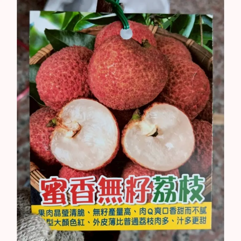 蜜香無籽荔枝