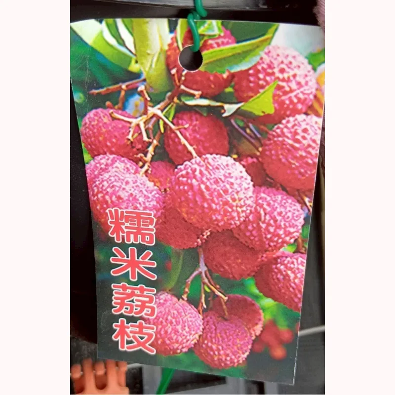 糯米荔枝