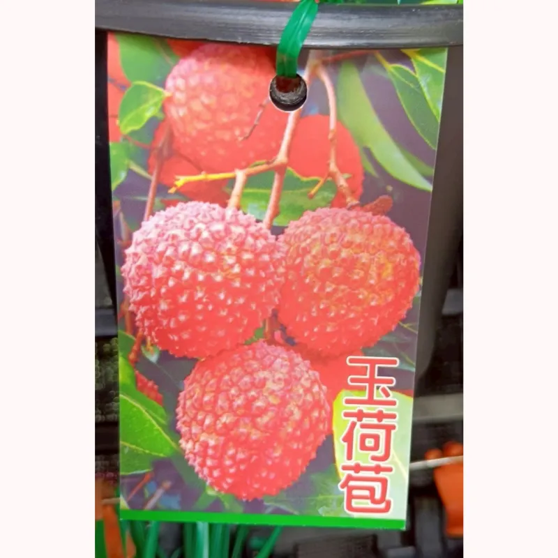 玉荷包荔枝