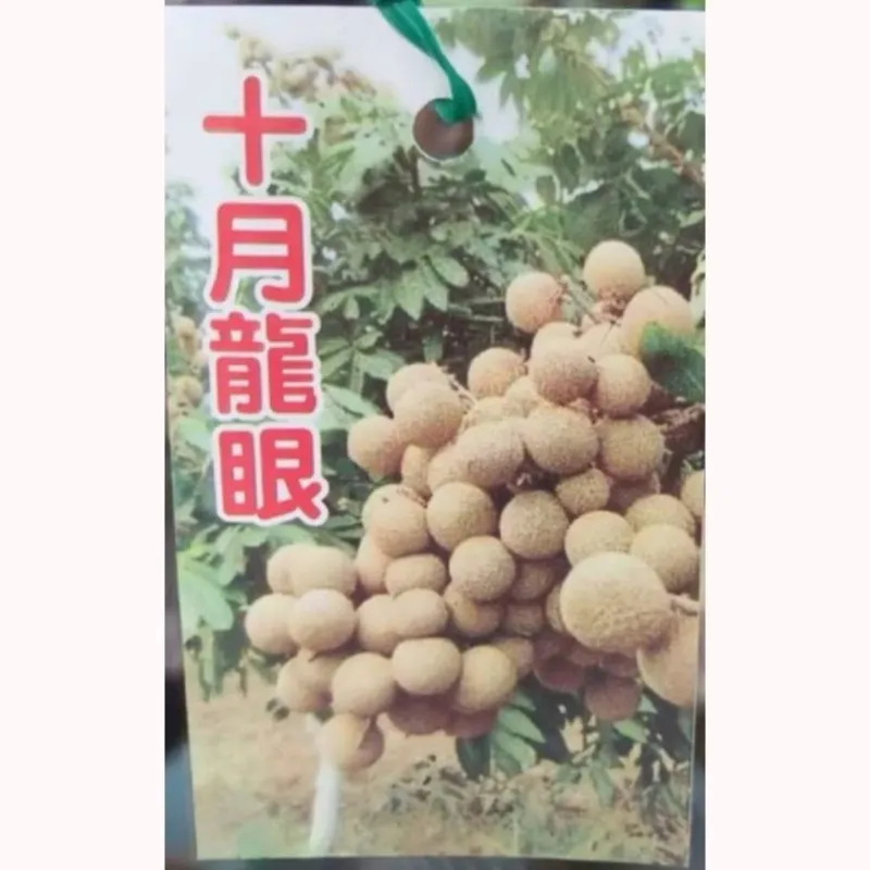 十月龍眼
