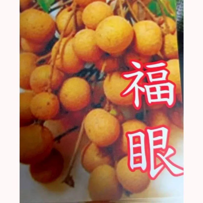 福眼