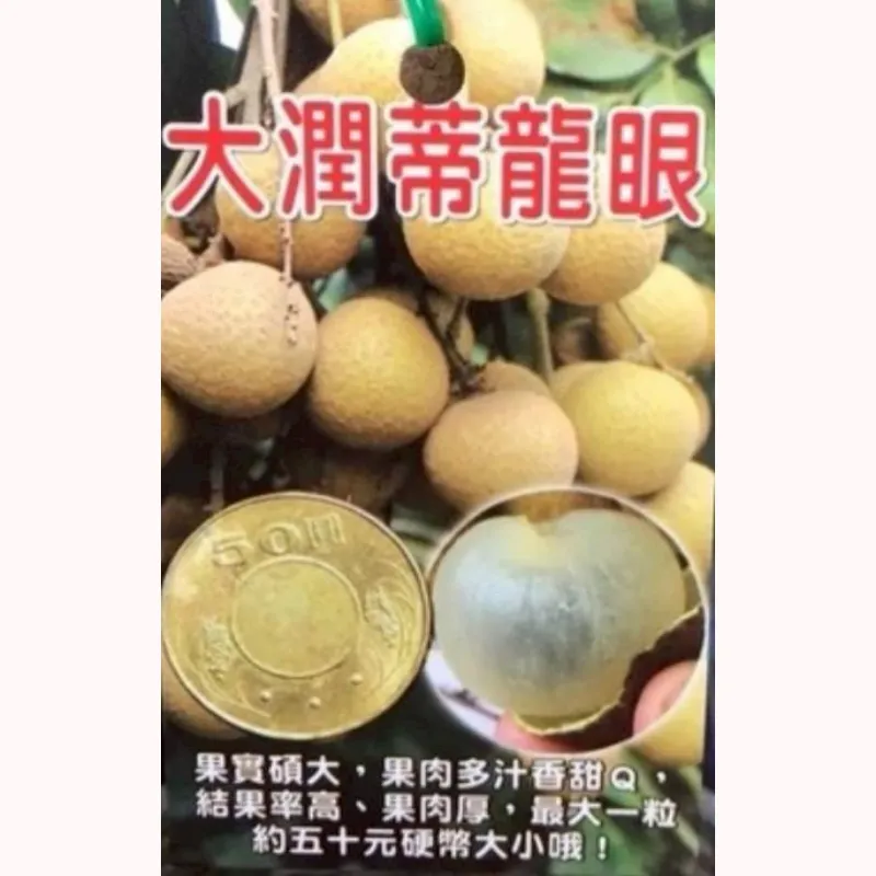 大潤帝龍眼