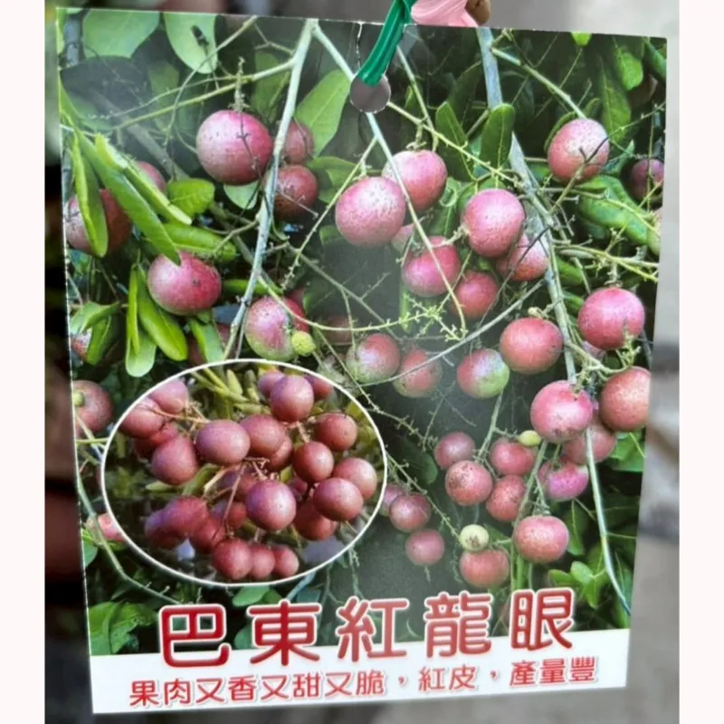 巴東紅龍眼