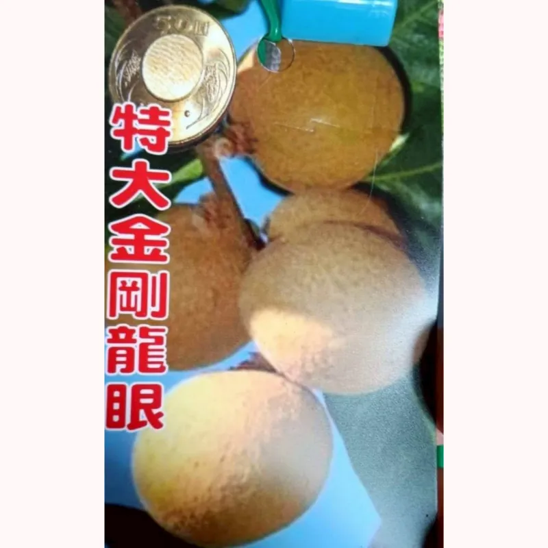 特大金剛龍眼