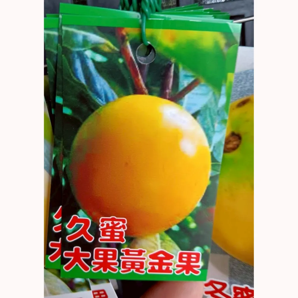 久蜜大果黃金果