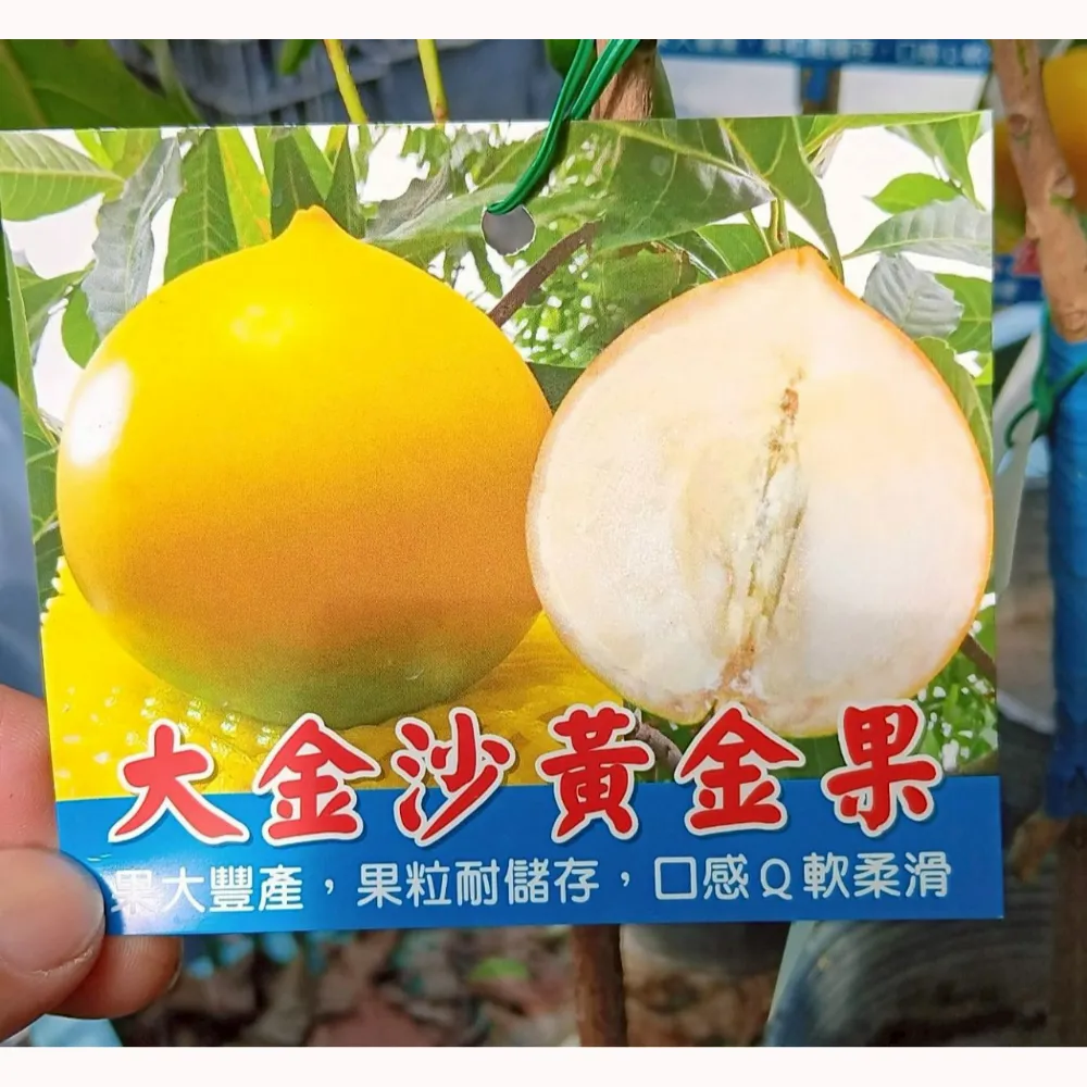 大金沙黃金果