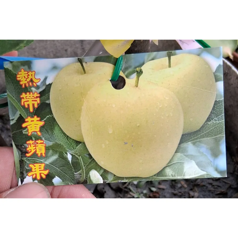 黃蘋果