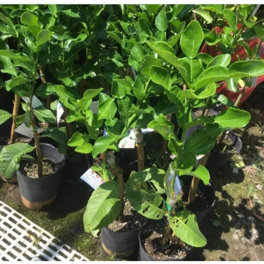 馬蜂橙(泰國檸檬)