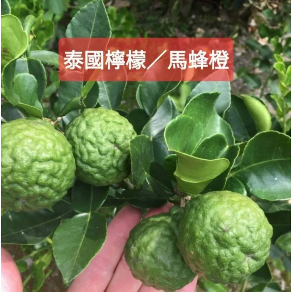 馬蜂橙(泰國檸檬)