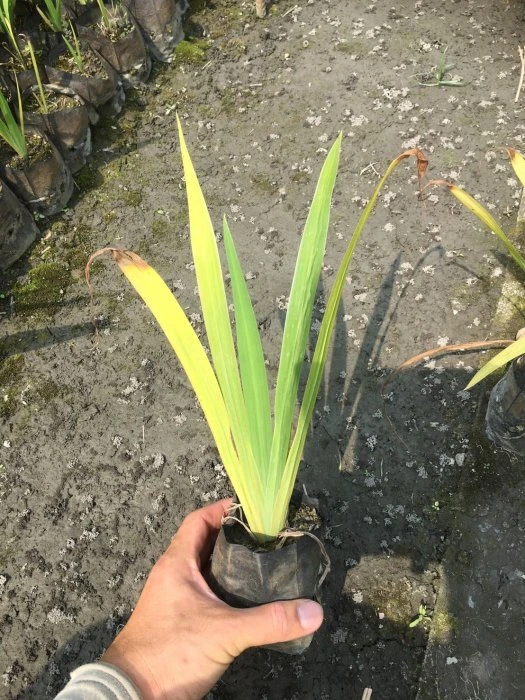 黃扇鳶尾