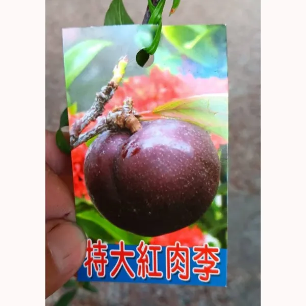 特大紅肉李