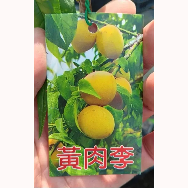 黃肉李