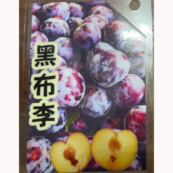 黑布李