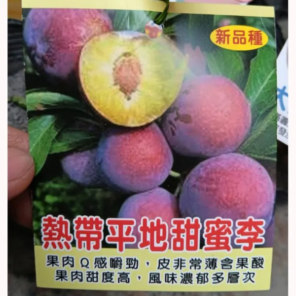 熱帶甜蜜李