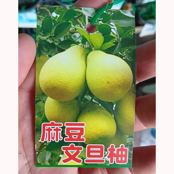 文旦柚