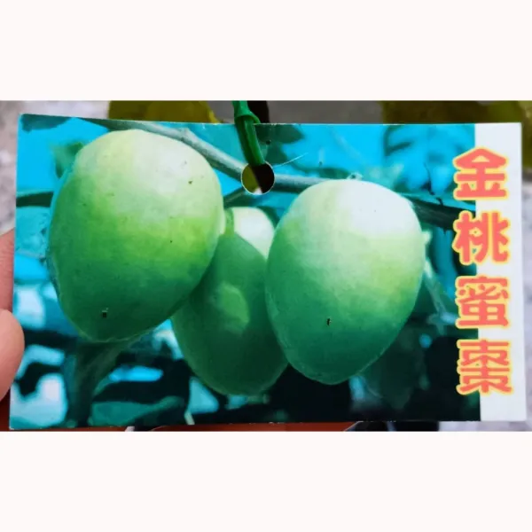 金桃蜜棗