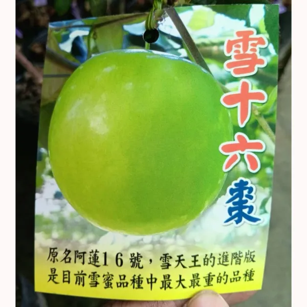 雪十六棗