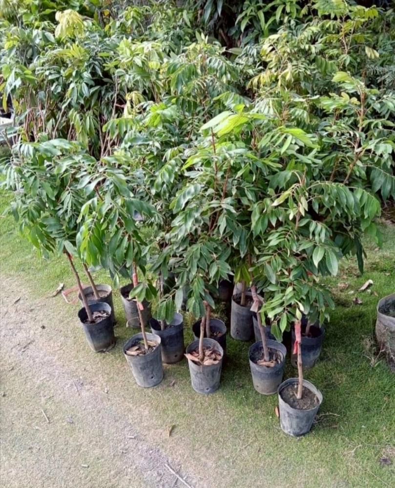 大粉殼龍眼