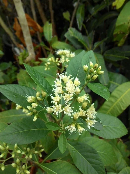 (南非葉)扁桃斑鳩菊