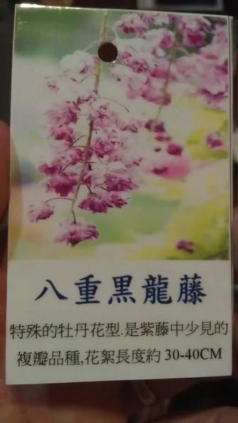 日本八重黑龍藤(八重黑龍藤)