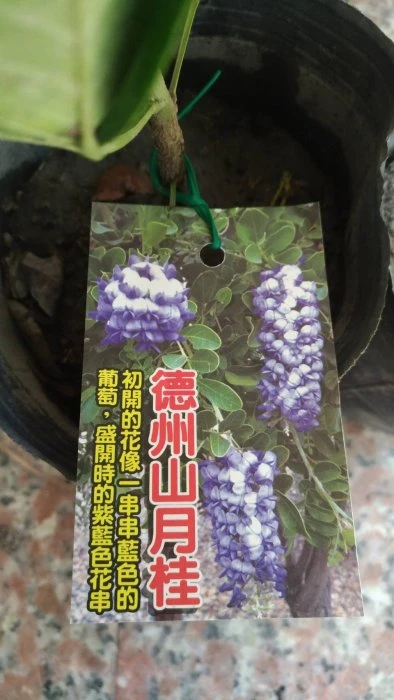 (德州山月桂)香花紫藤
