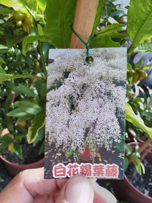 (錫葉藤)白花許願藤