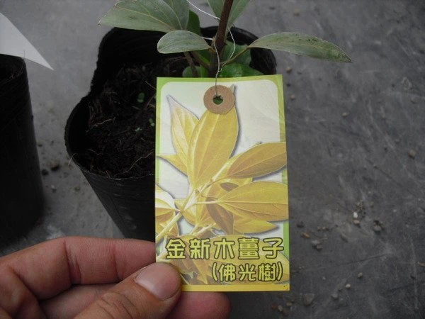 金新木薑子(佛光樹)