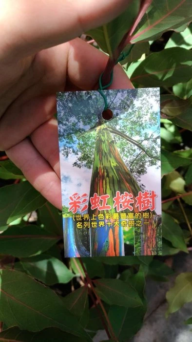 (彩虹桉)彩虹桉樹