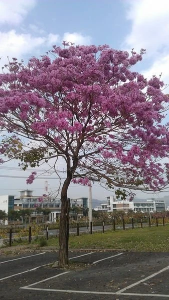 (紅花風鈴木)洋紅風鈴木