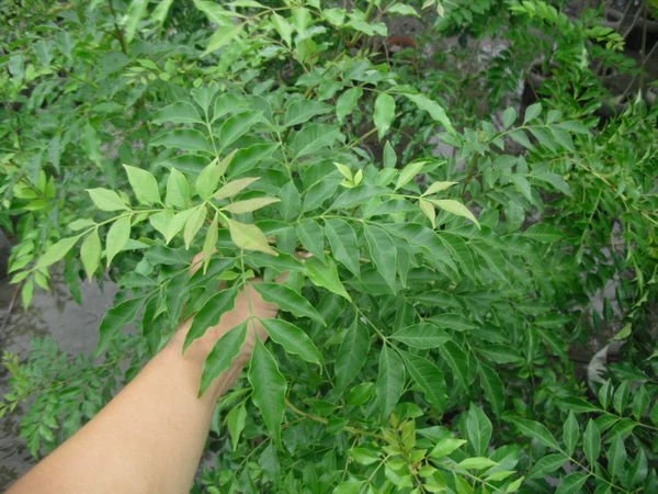 (光臘樹)白雞油