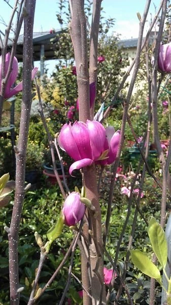 ( 辛夷 )迎春花