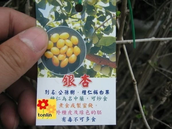 銀杏(公孫樹)白果