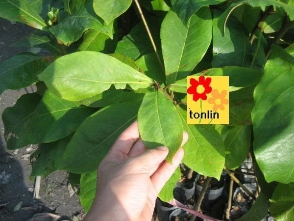 大葉欖仁