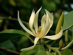 (白玉蘭花)玉蘭花