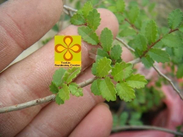 (榆樹)榔榆