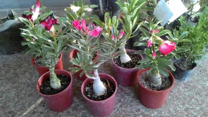 沙漠玫瑰(重瓣) 5吋開花株