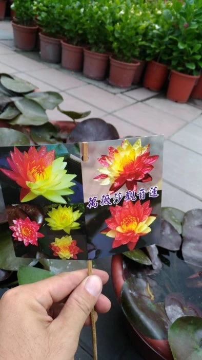 (變色蓮)萬薇莎觀音蓮