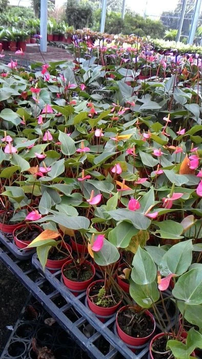 火鶴花