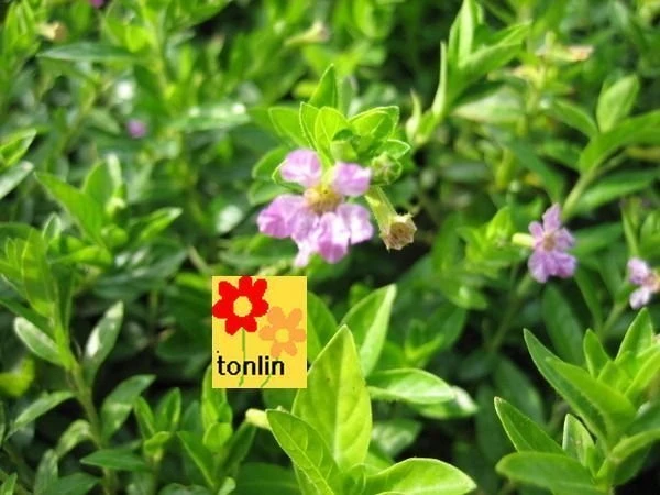 雪茄花