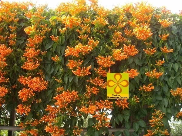 炮仗花