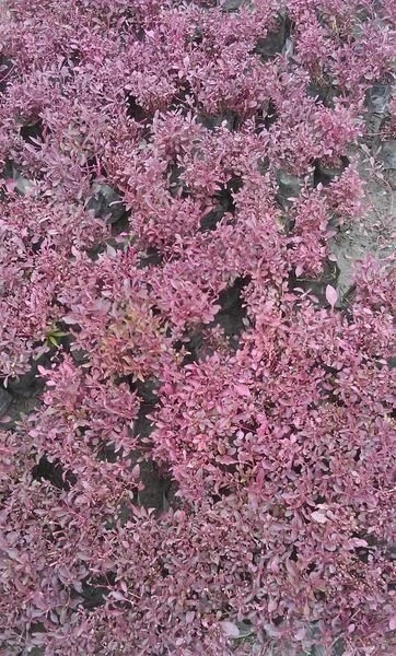 (紅莧草) 綠莧草